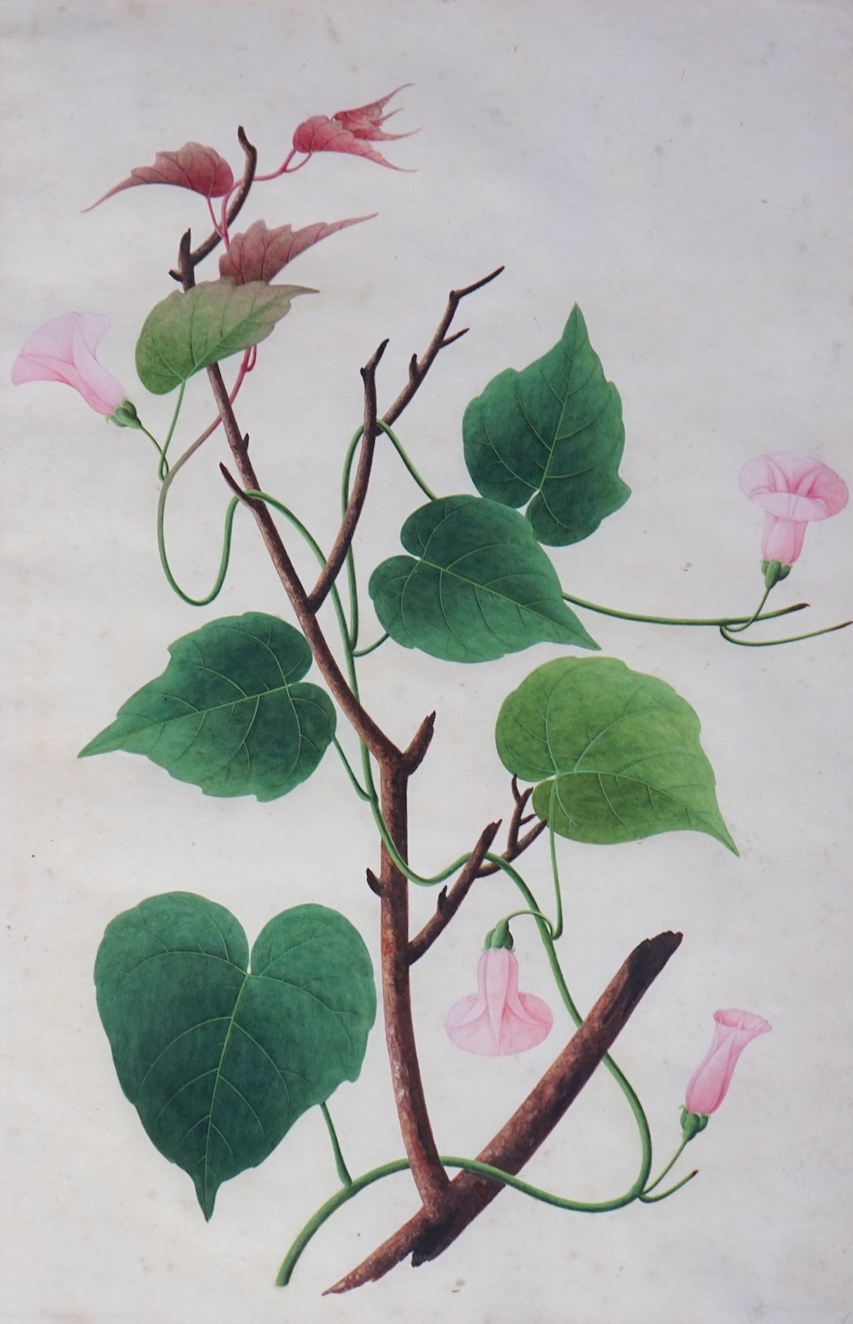 Company School (19th Century) , Botanical study - Dhool Kulmee [Clove Bean Calonyction Muricatum Ipomoea Muricata Purple Moonflower], gouache on paper, 40.5 x 27cm